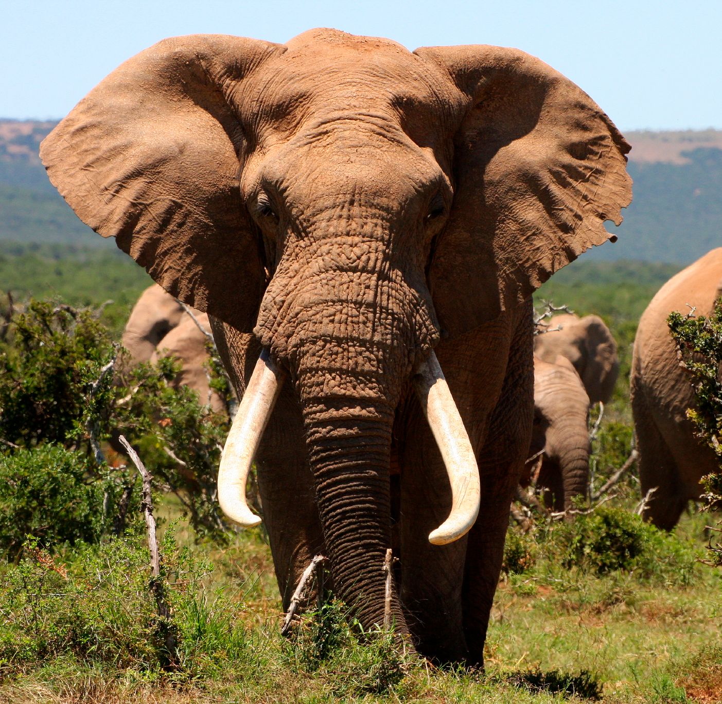 Ethical Elephant Excursion